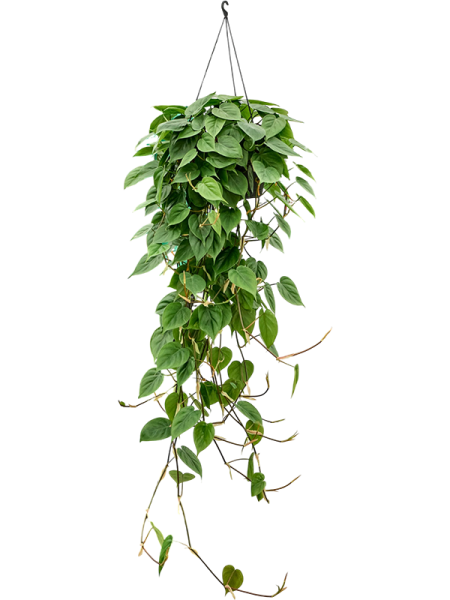 Филодендрон Scandens 50-60  H80×W40 D28×17 см 