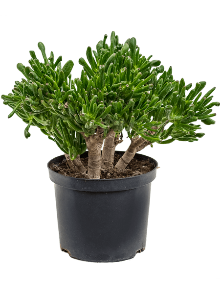 Крассула Яйцевидный 'Horntree'  H50×W35 D23×17 см 
