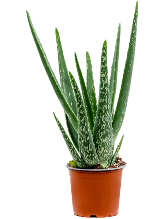 Алоэ Барбаденсис Vera 6/tray  H35×W20 D12×9 см 