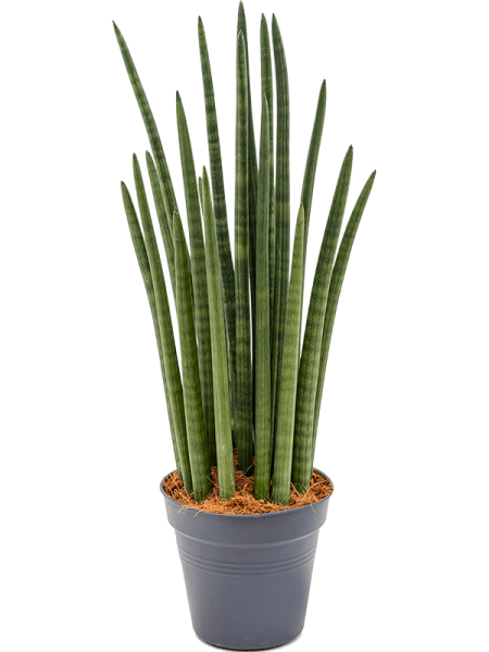 Сансевиерия Cylindrica 'Tower'  H70×W25 D19×18 см 