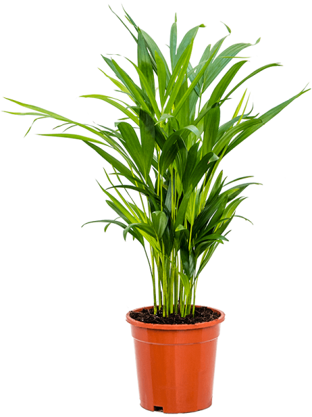 Дипсис Арекa Желтоватый  H60×W35 D17×16 см 