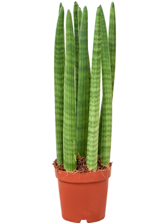 Сансевиерия Cylindrica 'Straight' 4/tray  H50×W20 D14×11 см 