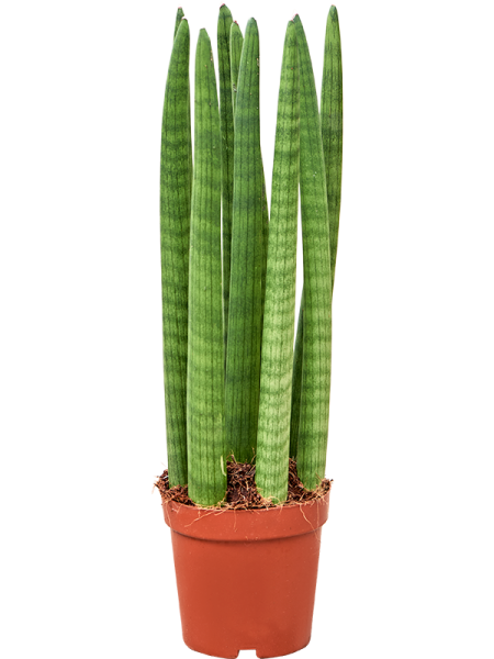 Сансевиерия Cylindrica 'Straight' 4/tray  H50×W20 D14×11 см 
