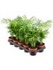 Хамедорея Elegans 10/tray  H45×W20 D12×10 см 