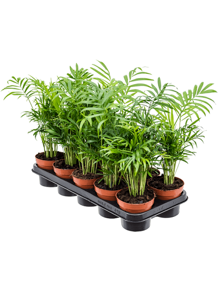 Хамедорея Elegans 10/tray  H45×W20 D12×10 см 