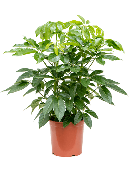 Шеффлера Actinophylla 'Amate'  H130×W80 D30×28 см 