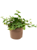 Фикус Pumila repens Грин ' Sunny' 12/tray  H15×W15 D9×7 см 