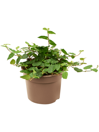 Фикус Pumila repens Грин ' Sunny' 12/tray  H15×W15 D9×7 см 