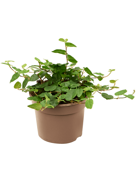 Фикус Pumila repens Грин ' Sunny' 12/tray  H15×W15 D9×7 см 