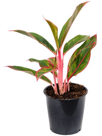 Аглаонема 'Jungle Red' 6/tray  H35×W25 D12×11 см 