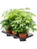 Шеффлера Arboricola 'Gerda' 6/tray  H40×W25 D13×12 см 