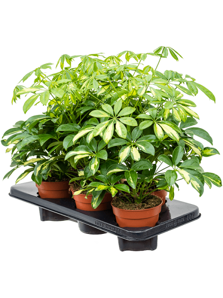 Шеффлера Arboricola 'Gerda' 6/tray  H40×W25 D13×12 см 