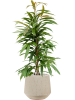 Фикус Биннендейка 'Amstel King'  H90×W40 D21×19 см 