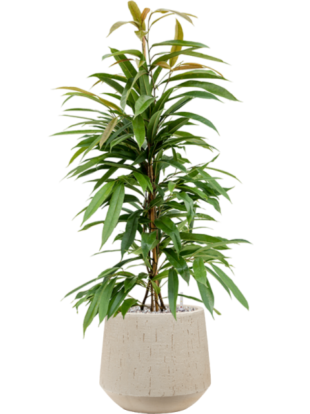 Фикус Биннендейка 'Amstel King'  H90×W40 D21×19 см 