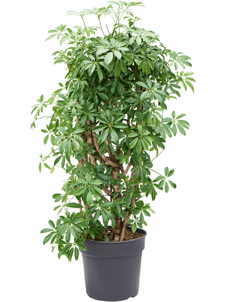 Шеффлера Arboricola 'Compacta'  H140×W60 D34×30 см 
