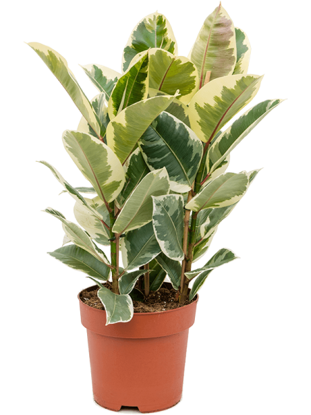 Фикус Elastica 'Tineke'  H90×W45 D24×21 см 
