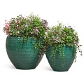 TREEZ Effectory - Wild and Precious TREEZ Effectory - Wild and Precious
