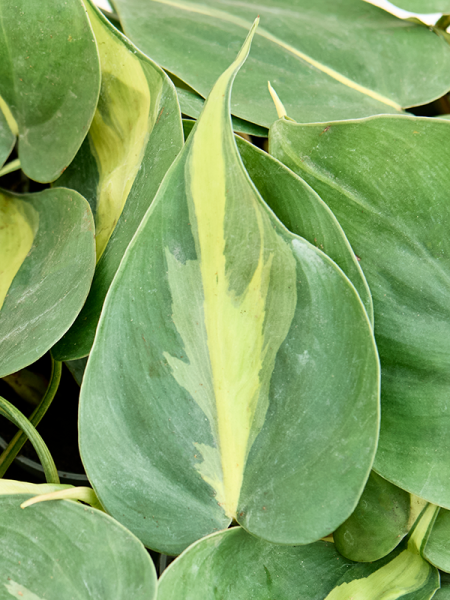Филодендрон Scandens 'Brasil' 12/tray  H12×W10 D6×5 см 
