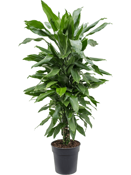 Драцена Fragrans 'Janet Lind'  H70×W35 D21×20 см 