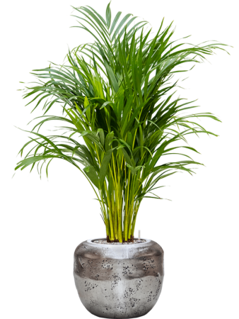 Дипсис Арекa Желтоватый  H100×W45 D21×19 см 