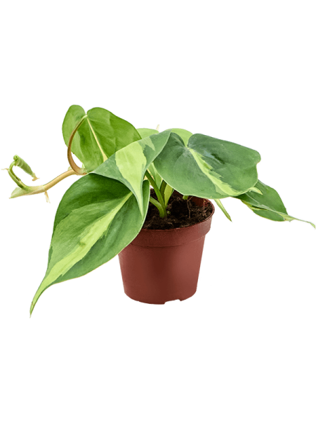 Филодендрон Scandens 'Brasil' 12/tray  H20×W15 D9×7 см 