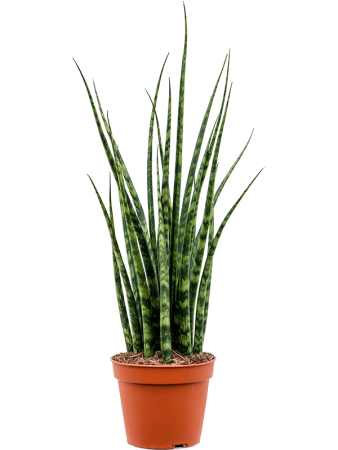 Сансевиерия Cylindrica 'Fernwood Mikado' 4/tray  H50×W20 D14×11 см 