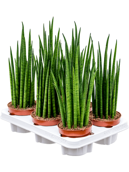 Сансевиерия Cylindrica 'Mikado' 6/tray  H40×W15 D12×9 см 