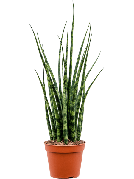 Сансевиерия Cylindrica 'Fernwood Mikado' 4/tray  H50×W20 D14×11 см 