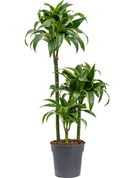 Драцена Fragrans 'Dorado'  H95×W30 D21×20 см 