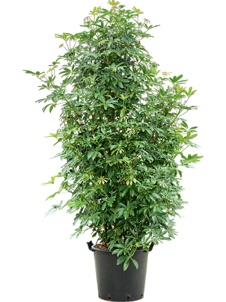 Шеффлера Arboricola 'Compacta' 200-220  H200×W100 D48×40 см 