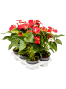 Антуриум Андрея 'Sierra' 6/tray  H45×W30 D12×10 см 