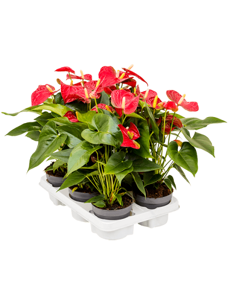 Антуриум Андрея 'Sierra' 6/tray  H45×W30 D12×10 см 