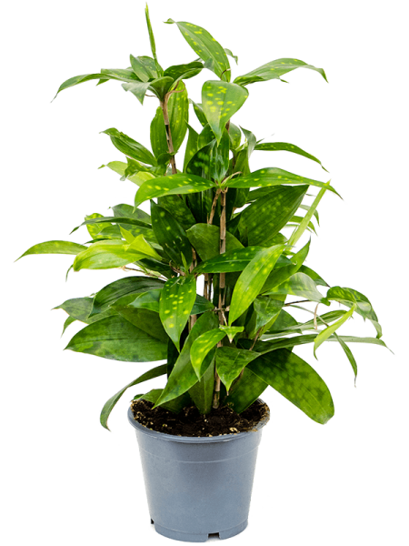 Драцена Surculosa 6/tray  H40×W30 D12×10 см 