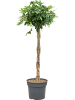 Шеффлера Arboricola 'Compacta'  H180×W60 D38×32 см 