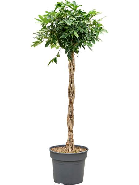 Шеффлера Arboricola 'Compacta'  H180×W60 D38×32 см 