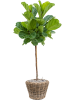 Drypot Rattan Раунд Серый D43×33 см
