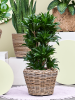 Drypot Rattan Раунд Серый D43×33 см