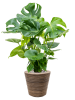 Drypot Rattan Stripe Раунд Серый D38.5×36 см