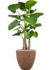 Baq Naturescast Купелла Натуральный С Вкладышем D50×50 см