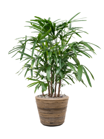 Drypot Rattan Stripe Раунд Серый D33×28 см