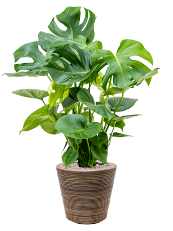 Drypot Rattan Stripe Раунд Серый D38.5×36 см