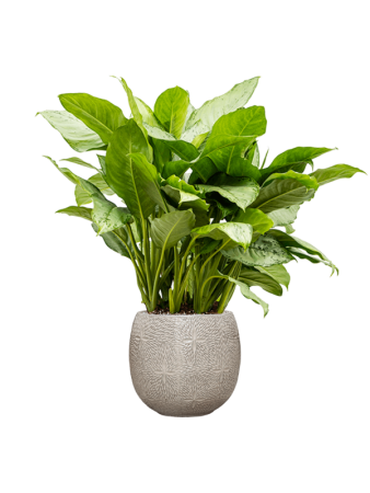 Marly Горшок Кремовый D41×38 см