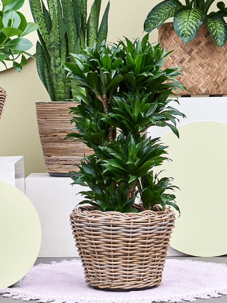 Drypot Rattan Раунд Серый D43×33 см