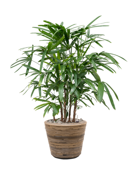 Drypot Rattan Stripe Раунд Серый D33×28 см