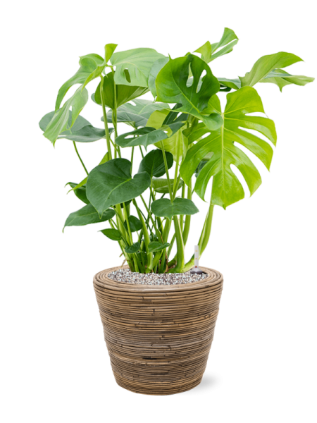 Drypot Rattan Stripe Раунд Серый D38×33.5 см