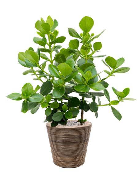 Drypot Rattan Stripe Раунд Серый D38.5×36 см