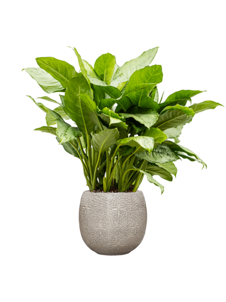 Marly Горшок Кремовый D41×38 см
