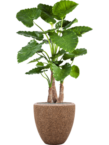 Baq Naturescast Купелла Натуральный С Вкладышем D50×50 см