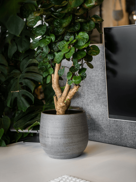Esra Горшок Мистический Серый D15×13 см