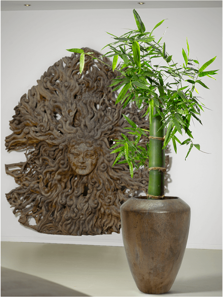 Плэйн Коппа Сепия D50×88 см